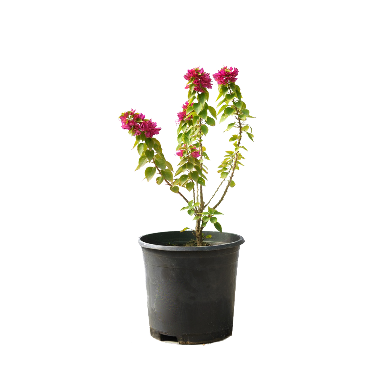 product img