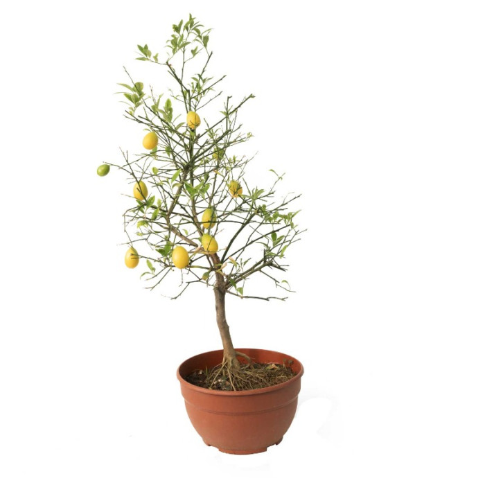 product img